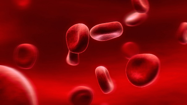 Ученые доказали возможность получения крови из клеток соединительной ткани