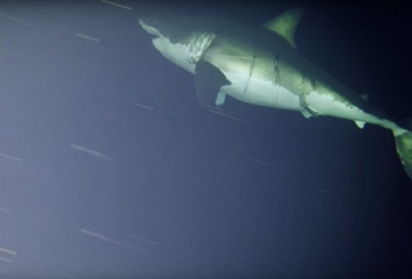 Спящая акула-людоед в первый раз угодила на видео