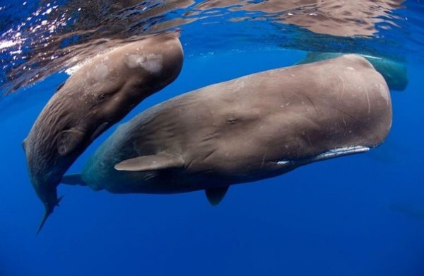 Ученые узнали о чем говорят киты