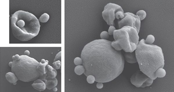Ученые открыли ранее неизвестные «инопланетные» микробы