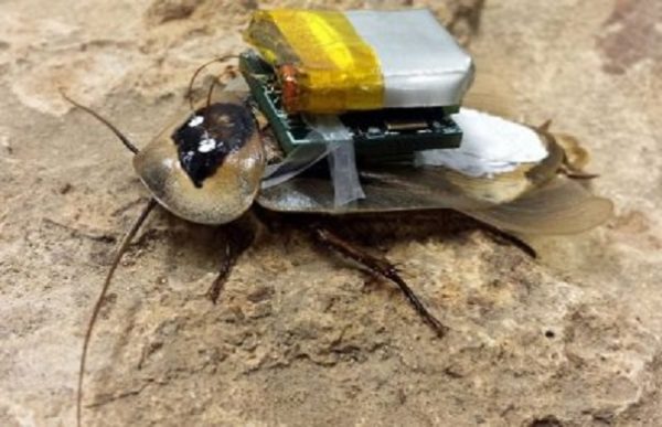 Тараканы используют по образу и подобию «GPS» для ориентации — Ученые