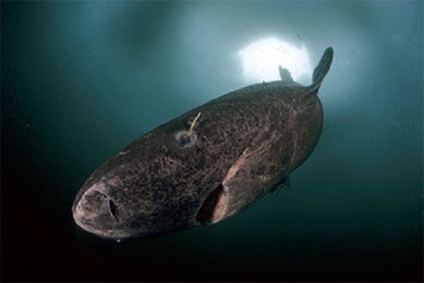 Самым долгоживущим позвоночным на Земле стала 400-летняя акула