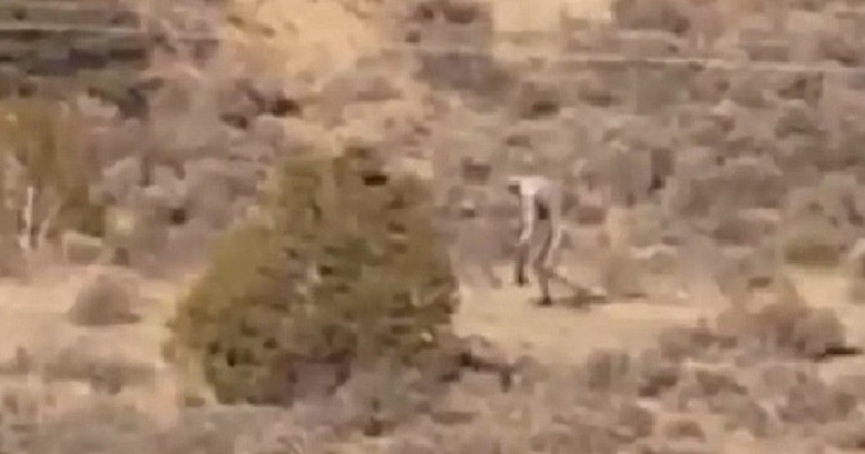 Странное существо сняли на видео в Португилии