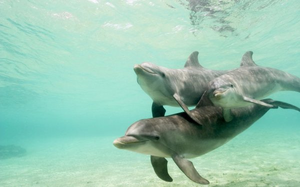 Ученые Дельфины и киты скорбят по погибшим сородичам как люди