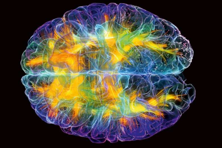 Ученые обнаружили в мозге центр интуиции