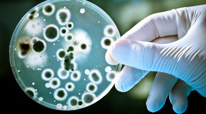 Биологи рассказали о том как бактерии занимаются сексом