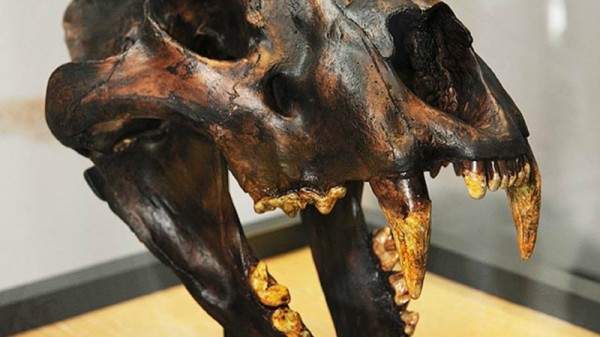 Ученые реконструировали череп гигантского пещерного льва
