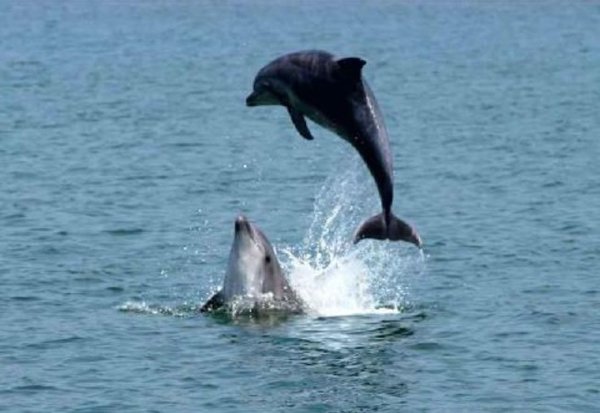 Ученые расшифровали структуру'языка дельфинов