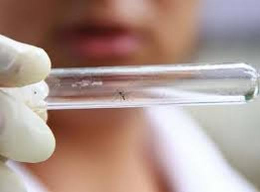 США для борьбы с вирусом Зика запустит генно-модифицированных комаров