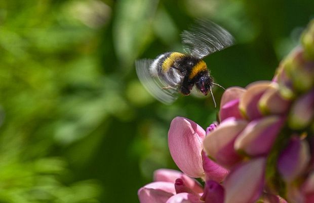 Ученые определили, что у пчел есть чувства