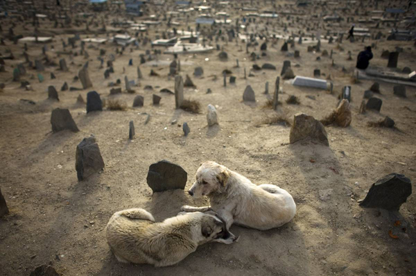 Ученые обнаружили в Сибири 2000-летнее кладбище собак