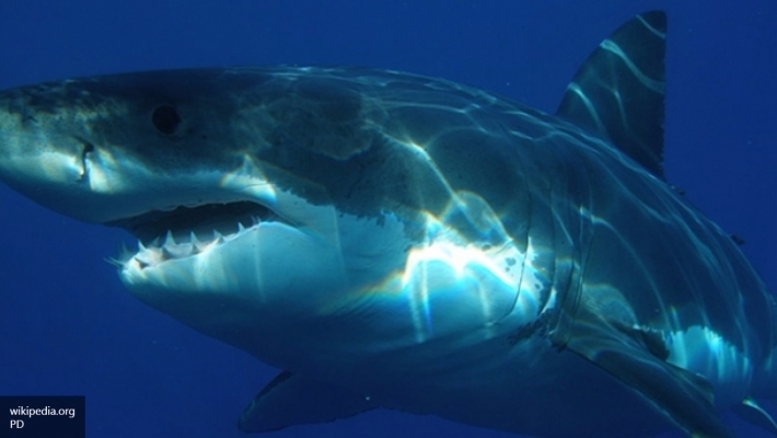 Братья по крови ученые узнали чем могут помочь акулы в борьбе с раком