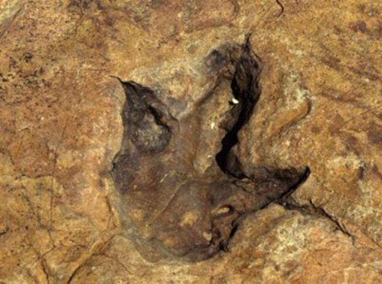 В пустыне Гоби обнаружен гигантский след динозавра