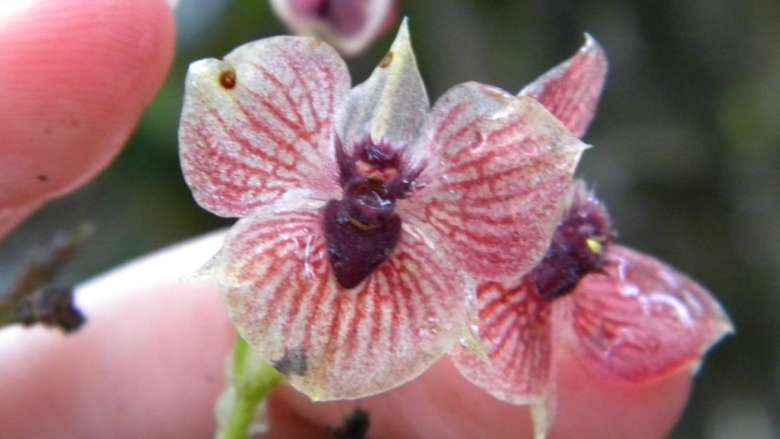 Ботаники нашли цветок-«голову дьявола» в лесах Колумбии
