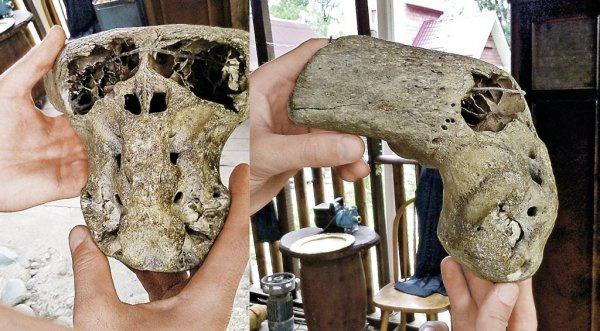 Учёные США нашли череп неизвестного на сегодняшний день животного