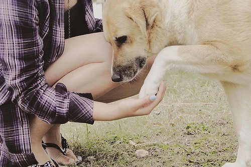 Ученые установили причину дружбы собак и людей