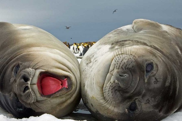 Ученые назвали тайну массовой погибели тюленей