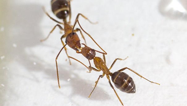 Чем выше любовь, тем ниже поцелуи: ученые поведали, как разговаривают муравьи
