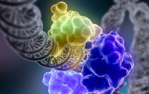 Биологи раскрыли механизм копирования первых молекул РНК в живых организмах