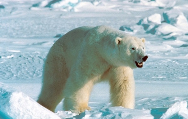 Ученые из РФ и США исследуют популяцию белых медведей на Чукотке