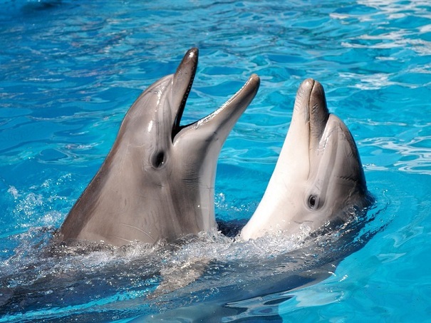 Дельфины обращаются друг к другу по имени — Ученые