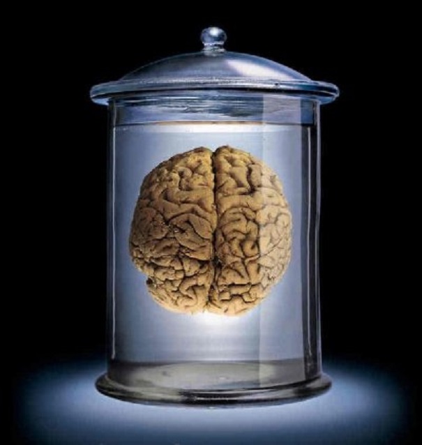 Английским ученым удалось вырастить искусственный мозг