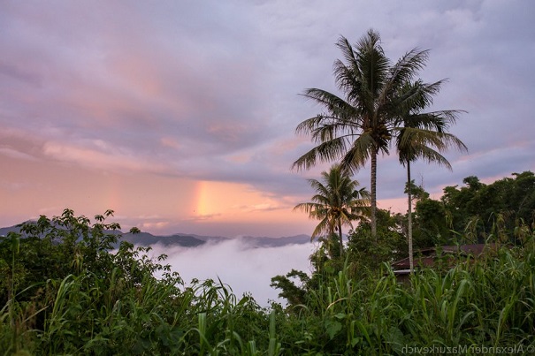 Экологи отыскали самое высокое в мире тропическое дерево