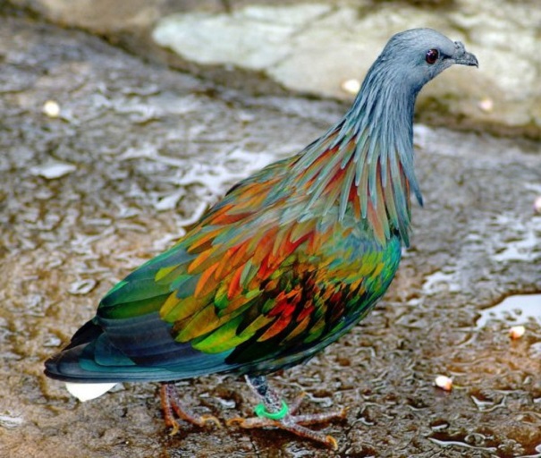 Установлен цвет птиц, живших в эпоху динозавров — Ученые