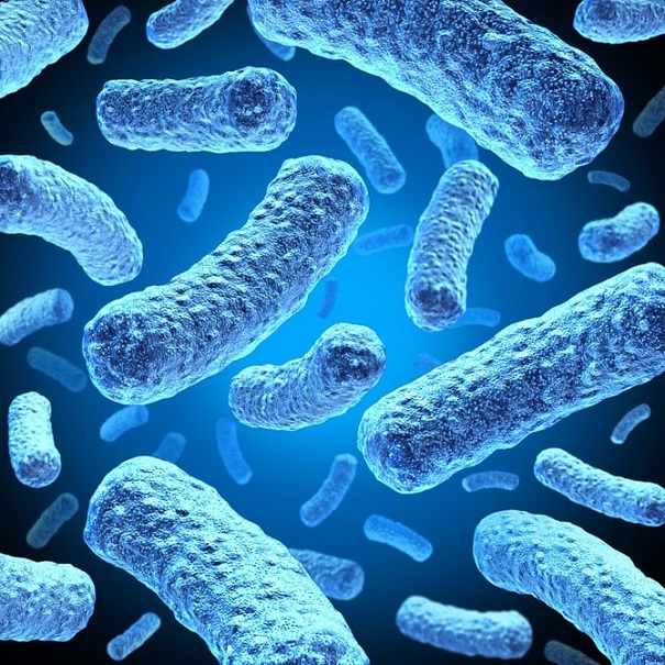Хищные бактерии могут использоваться в качестве живого антибиотика