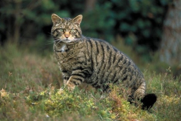 Новосибирские ученые вывели в пробирке гибридного котенка