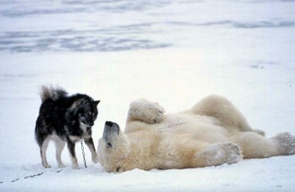 Житель Канады снял на видео «нежную дружбу» белого медведя и пса