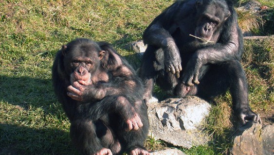 Биологи шимпанзе узнают друг друга по ягодицам