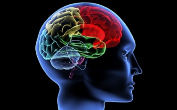 Мозг человека продолжает активно развиваться до 30 лет
