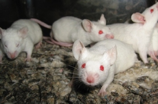 В Хопёрском заповеднике отыскали наибольшую за последние 40 лет мышь