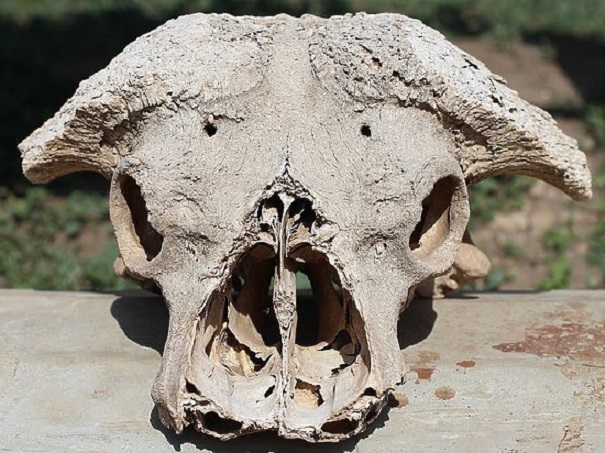 На Кавказе нашли сундук нацистов с неизвестными черепами