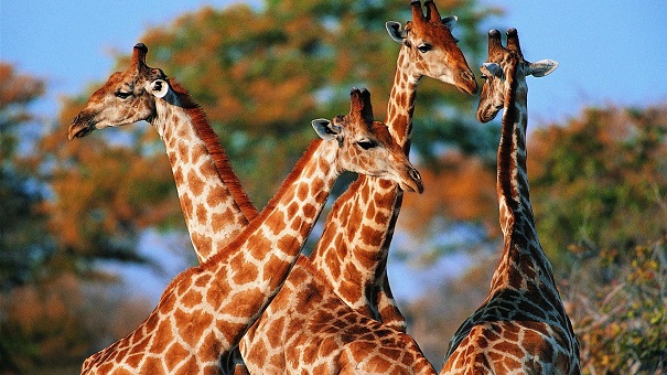 Ученые пояснили, почему жирафы вымирают
