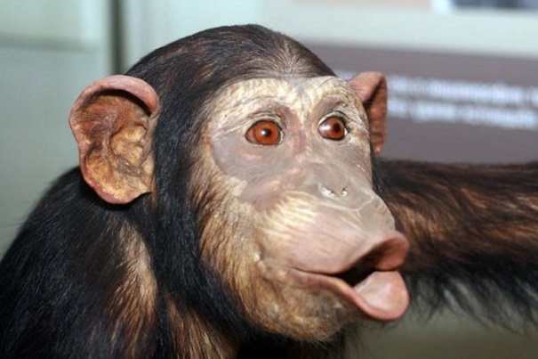 Ученые убеждены, что обезьяны в состоянии заговорить