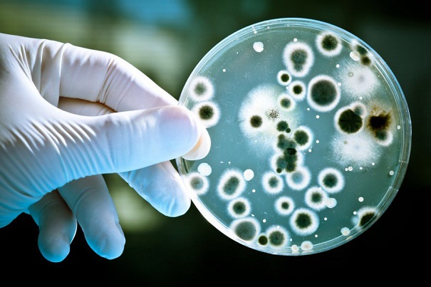 Ученые обнаружили бактерии, устойчивые к антибиотикам