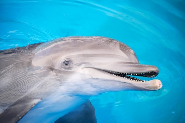 Ученые: дельфины погибают из-за контактов с людьми