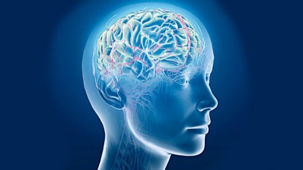 Биологи рассказали, что происходит мозгом человека после 30 лет