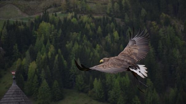 Некоторые динозавры теряли зубы, взрослея