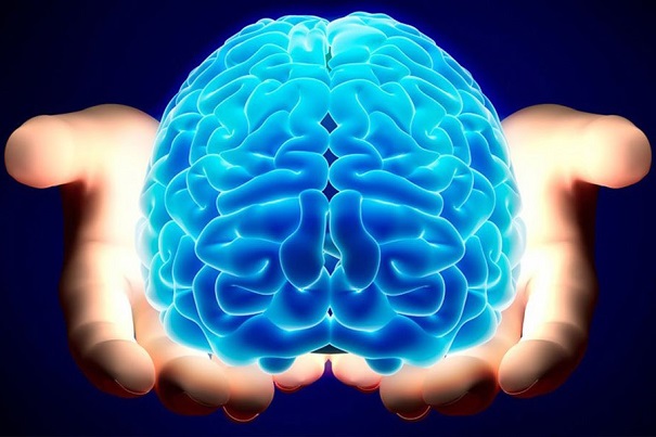 Ученые: мозг человека развивается до 30 лет
