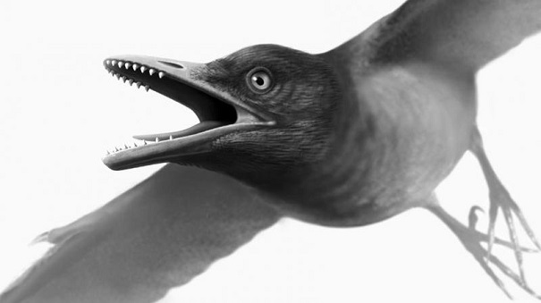В Арктике отыскали останки зубастой птицы возрастом 90 млн лет‍