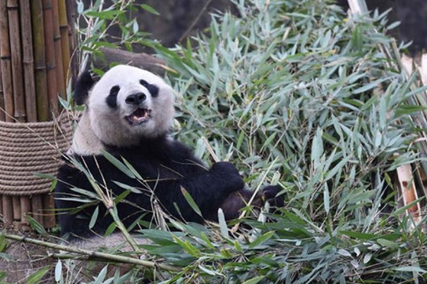 В КНР скончался старейший в мире самец большой панды по кличке Паньпань