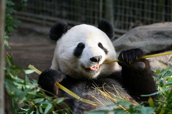 В Китайской республике панда напала на человека и сломала ему обе руки