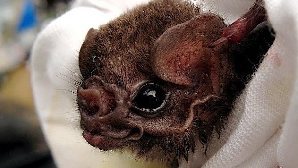 Ученые шокированы: летучие мыши-вампиры начали пить человеческую кровь