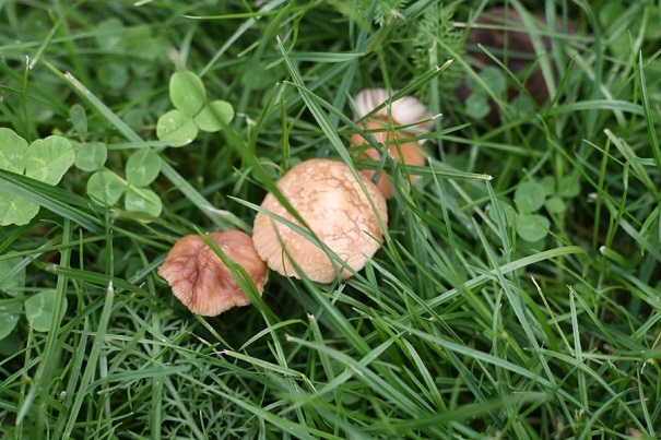 Биологи МГУ сообщили об открытии нового вида грибов
