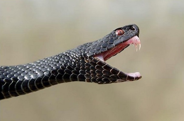 Биологи измерили скорость укуса змеи
