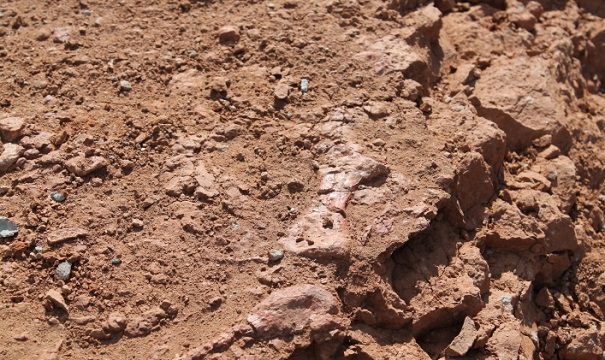 В Аргентине найдены останки организма, жившего 545 млн лет назад