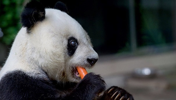 В Китайской республике панда-долгожитель отпраздновала 37-летие